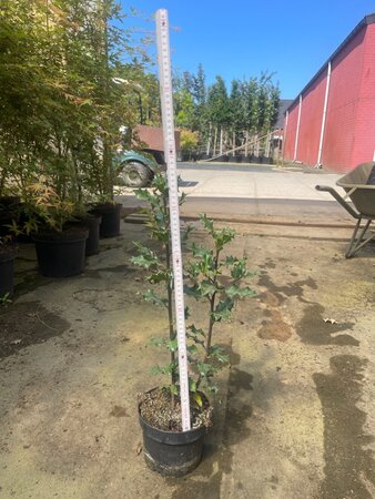 Ilex aquifolium geen maat specificatie cont. 2,0L - afbeelding 5