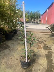 Ilex aquifolium geen maat specificatie cont. 2,0L - afbeelding 5