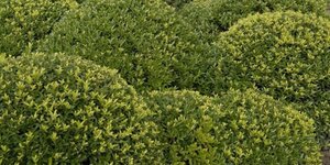 Ilex crenata 'Blondie' 150-175 cm draadkluit extra