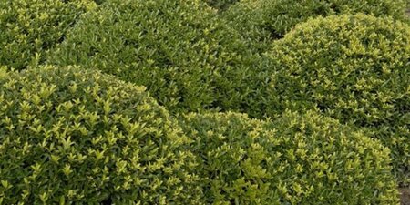 Ilex crenata 'Blondie' 225-250 cm draadkluit extra - afbeelding 1