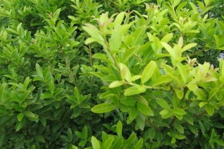 Ilex crenata 'Blondie' 35 cm met kluit bol - afbeelding 2