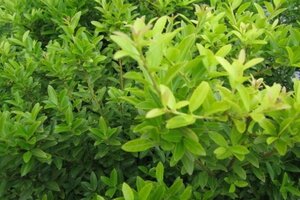 Ilex crenata 'Blondie' 50 cm met kluit bol - afbeelding 2