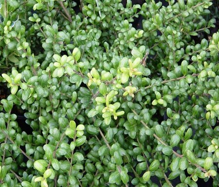 Ilex crenata 'Convexa' 20-25 cm cont. 3,0L - afbeelding 3