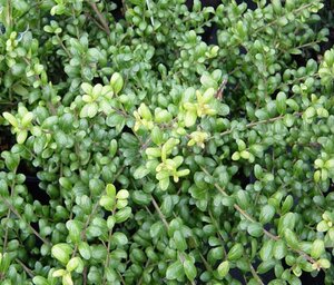 Ilex crenata 'Convexa' 20-25 cm cont. 3,0L - afbeelding 3