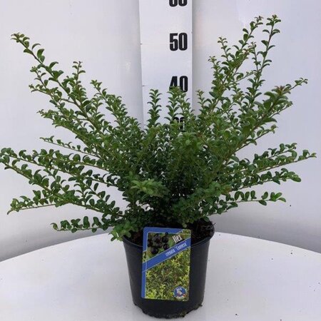 Ilex crenata 'Convexa' 20-25 cm cont. 3,0L - afbeelding 1