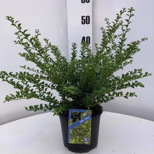 Ilex crenata 'Convexa' 20-25 cm cont. 3,0L