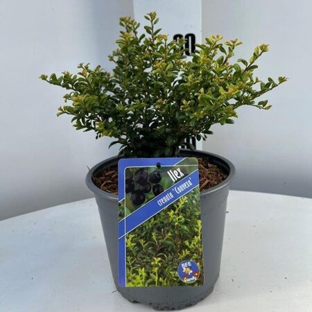 Ilex crenata 'Convexa' 20-25 cm cont. 3,0L - afbeelding 2
