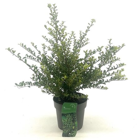 Ilex crenata 'Convexa' 25-30 cm cont. 2,0L - afbeelding 5
