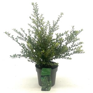 Ilex crenata 'Convexa' 25-30 cm cont. 2,0L - afbeelding 5