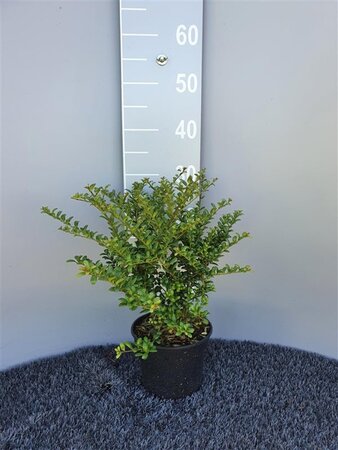 Ilex crenata 'Convexa' 25-30 cm cont. 2,0L - afbeelding 1