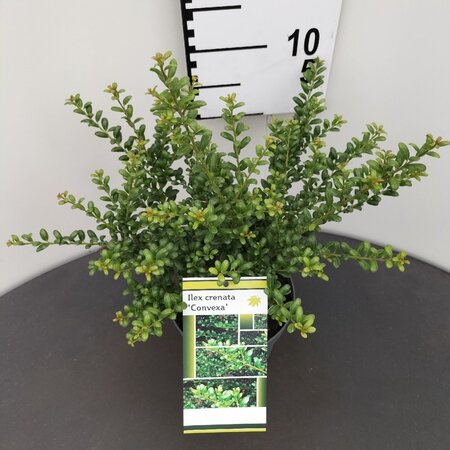Ilex crenata 'Convexa' 25-30 cm cont. 2,0L - afbeelding 3