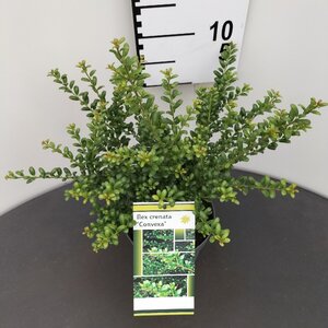 Ilex crenata 'Convexa' 25-30 cm cont. 2,0L - afbeelding 3