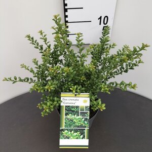 Ilex crenata 'Convexa' 25-30 cm cont. 2,0L - afbeelding 6