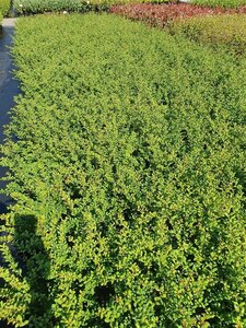 Ilex crenata 'Convexa' 25-30 cm cont. 2,0L - afbeelding 2