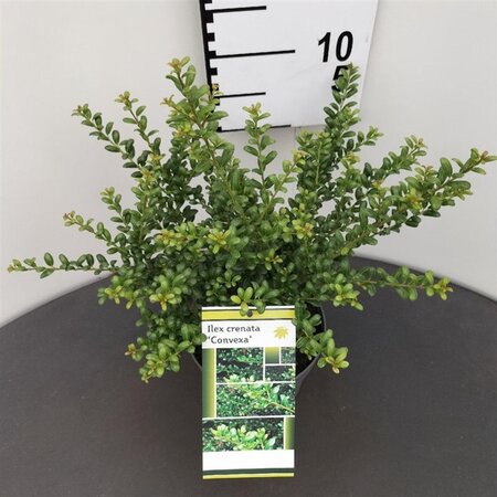 Ilex crenata 'Convexa' 25-30 cm cont. 2,0L - afbeelding 4