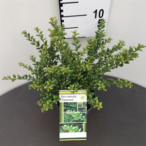 Ilex crenata 'Convexa' 25-30 cm cont. 2,0L - afbeelding 4