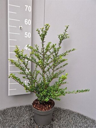 Ilex crenata 'Convexa' 30-40 cm cont. 2,0L - afbeelding 7