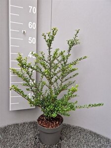 Ilex crenata 'Convexa' 30-40 cm cont. 2,0L - afbeelding 7