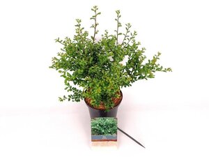 Ilex crenata 'Convexa' 30-40 cm cont. 2,0L - afbeelding 8