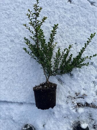 Ilex crenata 'Convexa' 30-40 cm cont. 2,0L - afbeelding 9