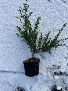 Ilex crenata 'Convexa' 30-40 cm cont. 2,0L - afbeelding 9