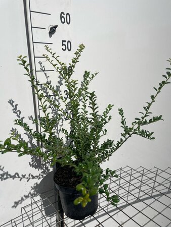 Ilex crenata 'Convexa' 40-50 cm cont. 3,0L - afbeelding 4