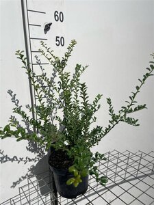 Ilex crenata 'Convexa' 40-50 cm cont. 3,0L - afbeelding 3
