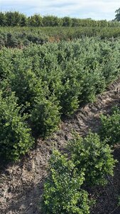 Ilex crenata 'Convexa' 50-60 cm met kluit - afbeelding 7