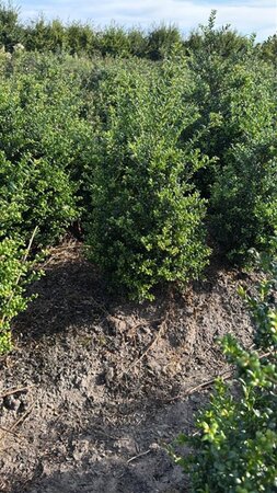 Ilex crenata 'Convexa' 50-60 cm met kluit - afbeelding 8