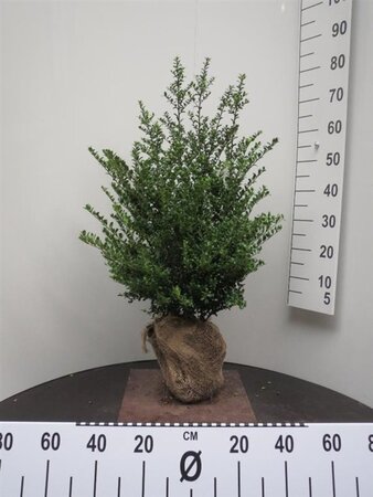 Ilex crenata 'Convexa' 60-80 cm met kluit - afbeelding 7
