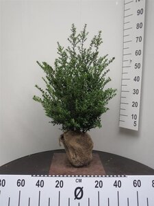 Ilex crenata 'Convexa' 60-80 cm met kluit - afbeelding 7