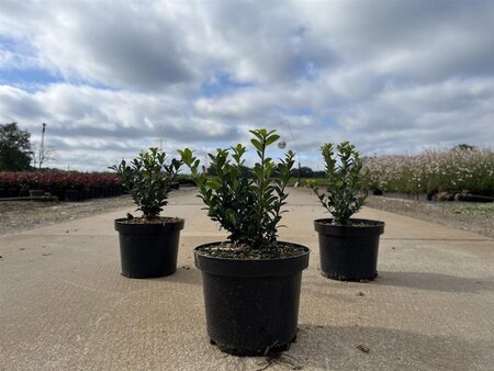 Ilex crenata 'Caroline Upright' 20-25 cm cont. 2,0L - afbeelding 2
