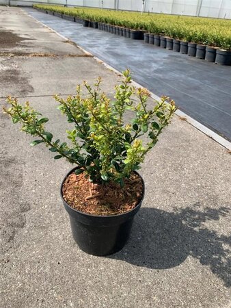 Ilex crenata 'Caroline Upright' 20-25 cm cont. 2,0L - afbeelding 1