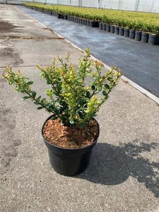 Ilex crenata 'Caroline Upright' 20-25 cm cont. 2,0L