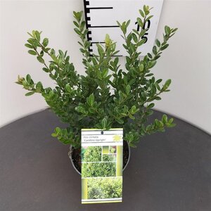 Ilex crenata 'Caroline Upright' 25-30 cm cont. 2,0L