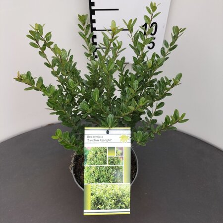 Ilex crenata 'Caroline Upright' 25-30 cm cont. 2,0L - afbeelding 2