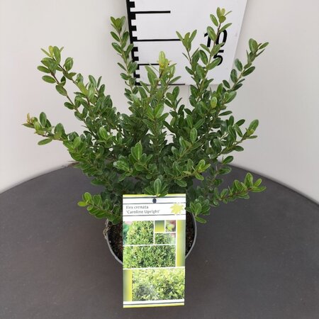 Ilex crenata 'Caroline Upright' 25-30 cm cont. 2,0L - afbeelding 3