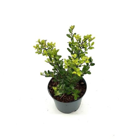 Ilex crenata 'Caroline Upright' 25-30 cm cont. 2,0L - afbeelding 4