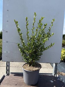 Ilex crenata 'Caroline Upright' 30-40 cm cont. 2,0L - afbeelding 3