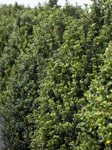 Ilex crenata 'Caroline Upright' 30-40 cm cont. 2,0L