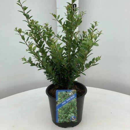 Ilex crenata 'Caroline Upright' 30-40 cm cont. 2,0L - afbeelding 4