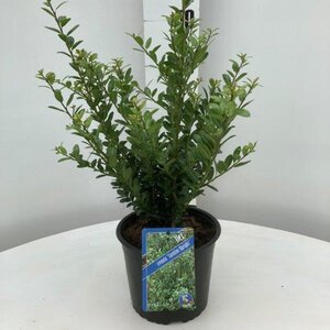 Ilex crenata 'Caroline Upright' 30-40 cm cont. 2,0L - afbeelding 4
