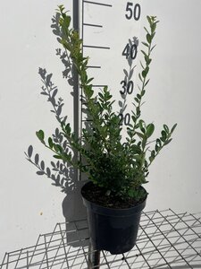 Ilex crenata 'Caroline Upright' 40-50 cm cont. 3,0L - afbeelding 3