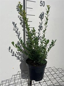 Ilex crenata 'Caroline Upright' 40-50 cm cont. 3,0L - afbeelding 5