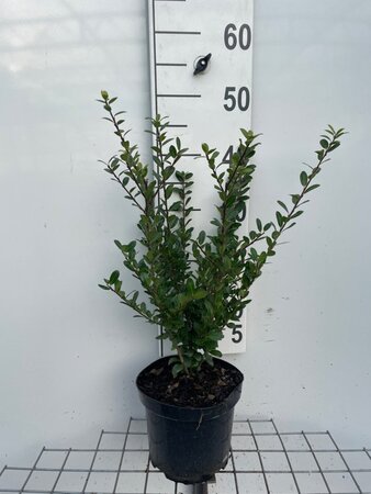 Ilex crenata 'Caroline Upright' 40-50 cm cont. 3,0L - afbeelding 5