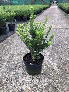 Ilex crenata 'Caroline Upright' 40-50 cm cont. 3,0L - afbeelding 4