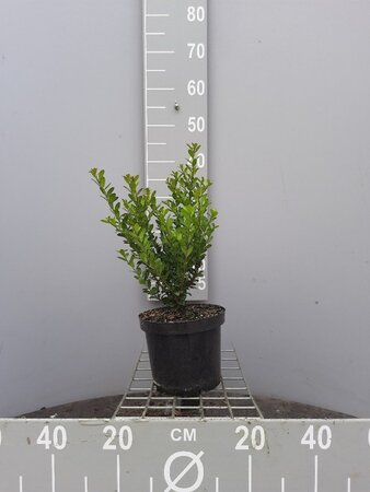 Ilex crenata 'Caroline Upright' 40-50 cm cont. 3,0L - image 5
