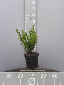 Ilex crenata 'Caroline Upright' 40-50 cm cont. 3,0L - image 5