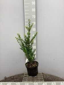 Ilex crenata 'Caroline Upright' 40-50 cm cont. 3,0L - image 3
