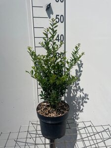 Ilex crenata 'Caroline Upright' 40-50 cm cont. 3,0L - image 4